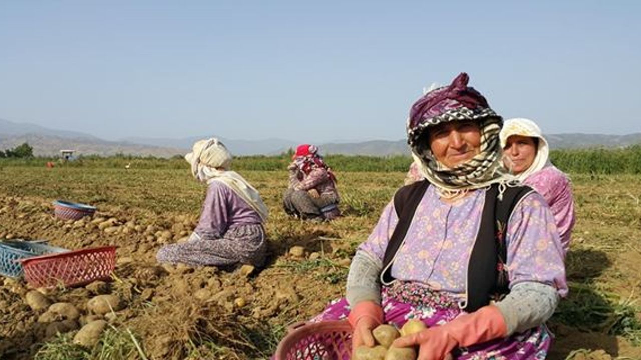 İzmir'de Kadınlar Kavurucu Sıcağın Altında Ekmeğini Kazanıyor