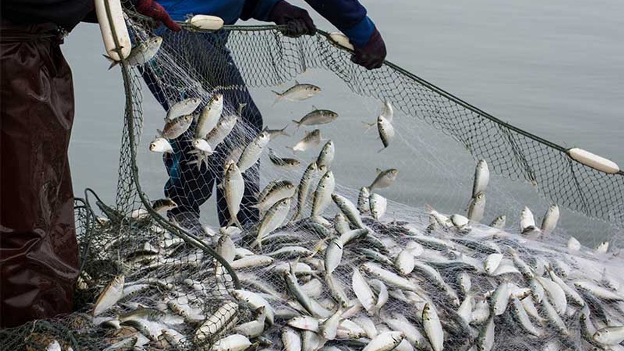 Egeli Balıkçıların 11 Aylık İhracatı 1 Milyar Doları Aştı