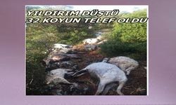 İzmir'de 32 koyun telef oldu