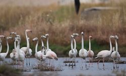 Flamingolar İçin, İzmir İçin Nihai Karar
