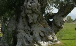  “Bin Yıllık Zeytin Ağaçları” fotoğraf sergisiyle katılıyor