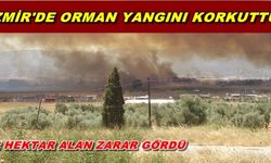 İzmir'de Orman Yangını Korkuttu