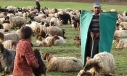 İzmir'in sigortalı çobanları geliyor 