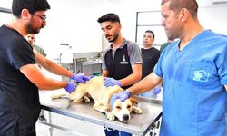 İzmir’de Bir Yılda 25 Bin Kedi ve Köpek Kısırlaştırıldı