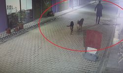 3 yavru kediyi ve annesini sokak köpeğine parçalattı.