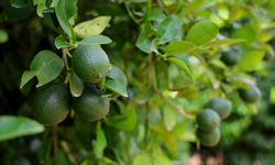 150 TL'ye Kadar Çıkan Limonda Fiyatı Düşürecek Hasat Başladı