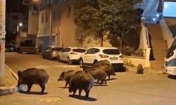İzmir'de Sokaklara İnen Dev Yaban Domuzları Vatandaşları Tedirgin Ediyor