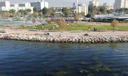 İzmir'de Deniz Yüzeyi, "Deniz Marulu" Olarak Bilinen Yeşil Tabakayla Kaplandı