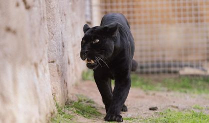 Doğal Yaşam Parkı’nın jaguarı Juliet yaşama veda etti