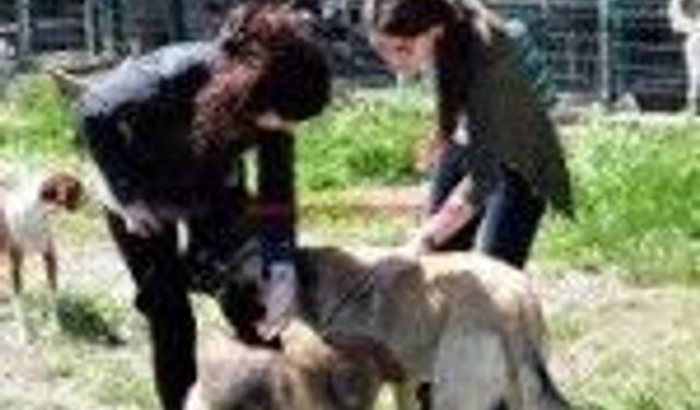 Aliağa Belediyesi Hayvan Barınağı