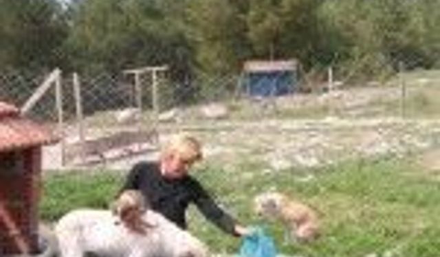 İzmir Şopen Gazi Hayvan Barınağı