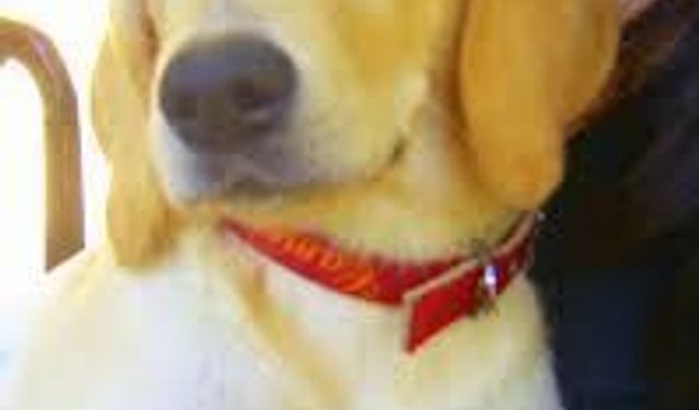 Çeşme Belediyesi Hayvan Barınağı