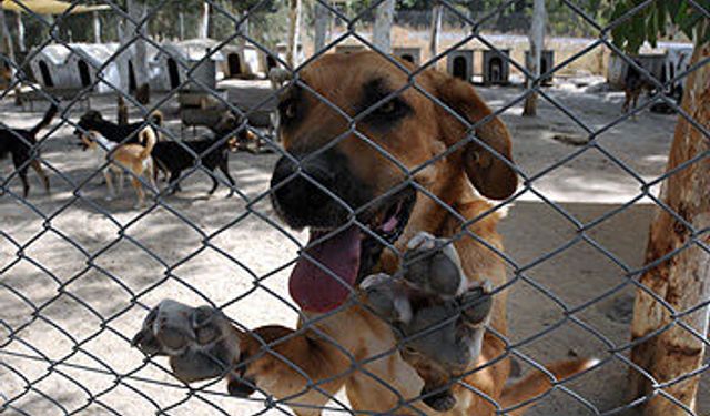 Urla Hayvan Barınağı