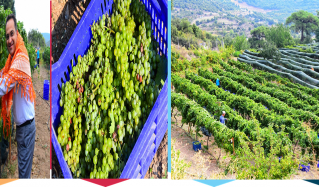 Bornova’da Misket Üzümü hasadı yapıldı