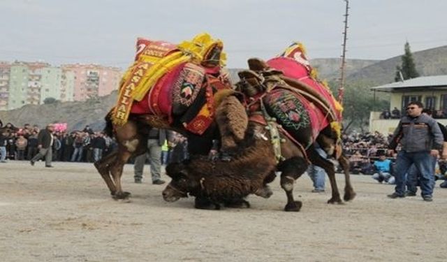 Çiğli Deve Güreşleriyle Şenlenecek