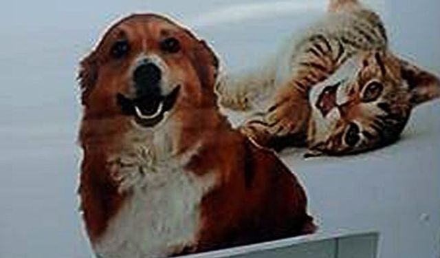 Pet şişeler sokak hayvanlarına mama oluyor 