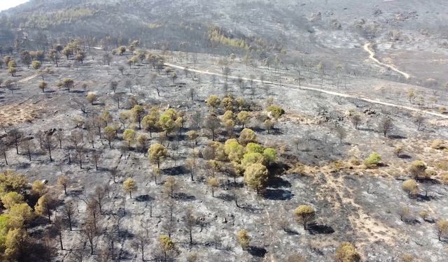 Foça yangınında hasarın boyutu görüntülendi