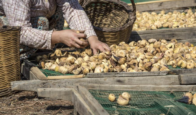 Kuru incir ihracatı 292 milyon dolarla sezonu kapattı