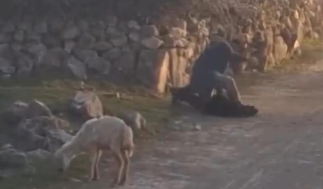 Küçükbaş hayvana eziyet etti..