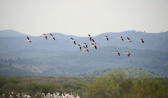 Selçuk, flamingoların büyüleyici görüntülerine şahit oluyor