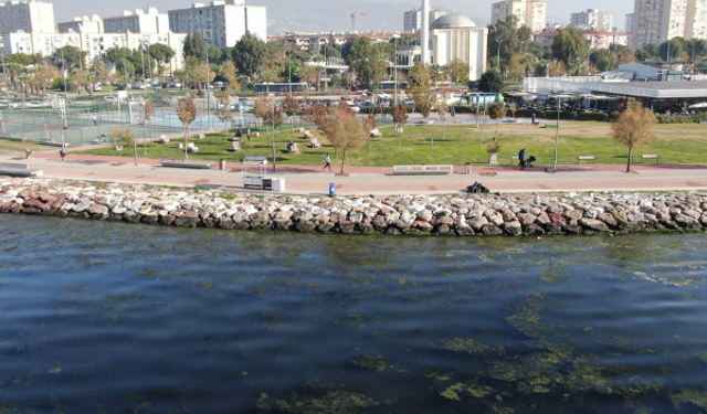 İzmir'de Deniz Yüzeyi, "Deniz Marulu" Olarak Bilinen Yeşil Tabakayla Kaplandı