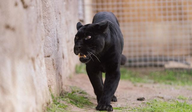 Doğal Yaşam Parkı’nın jaguarı Juliet yaşama veda etti