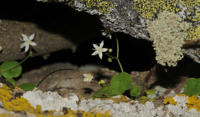 İzmir’de yeni bitki türü keşfedildi