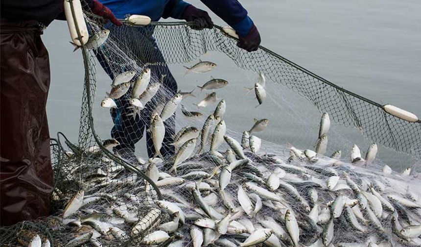 Egeli Balıkçıların 11 Aylık İhracatı 1 Milyar Doları Aştı