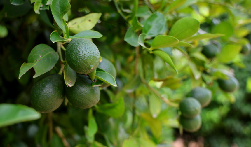 150 TL'ye Kadar Çıkan Limonda Fiyatı Düşürecek Hasat Başladı