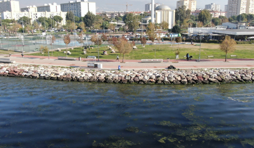 İzmir'de Deniz Yüzeyi, "Deniz Marulu" Olarak Bilinen Yeşil Tabakayla Kaplandı
