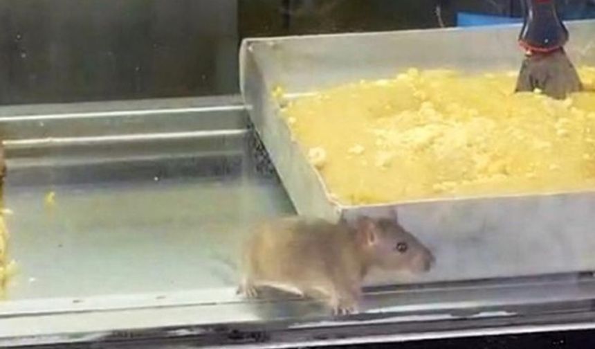 İzmir'den iğrenç görüntü: Börek tezgahlarında fare cirit attı