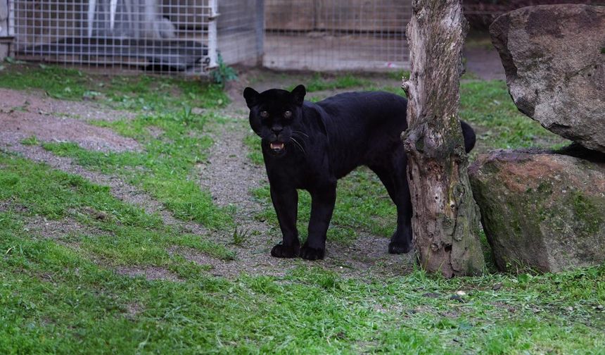 Doğal Yaşam Parkı’nın jaguarı Juliet yaşama veda etti